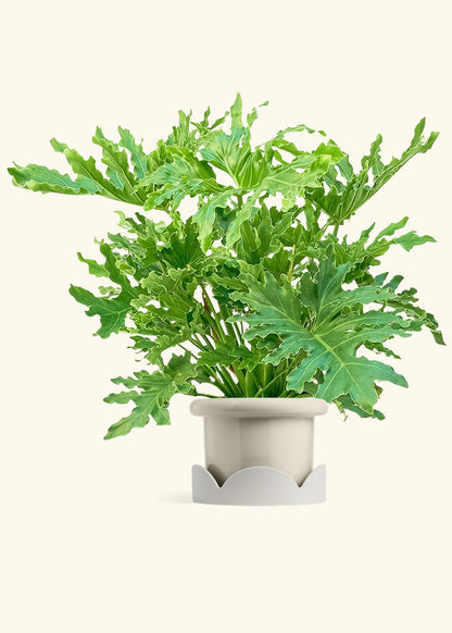 Philodendron Lickety Splitz in a 10 inches Fat Lip Oat Planter in a Oat Petal Drip Tray