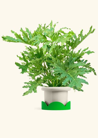 Philodendron Lickety Splitz in a 10 inches Fat Lip Oat Planter in a Shamrock Petal Drip Tray