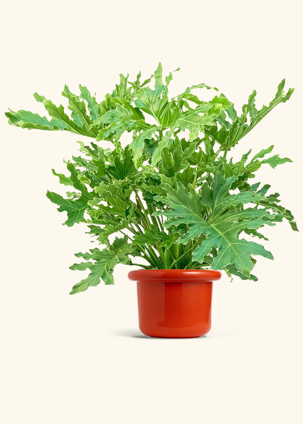 Philodendron Lickety Splitz in a 10 inches Fat Lip Red Planter 