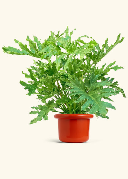 Philodendron Lickety Splitz in a 10 inches Fat Lip Red Planter 