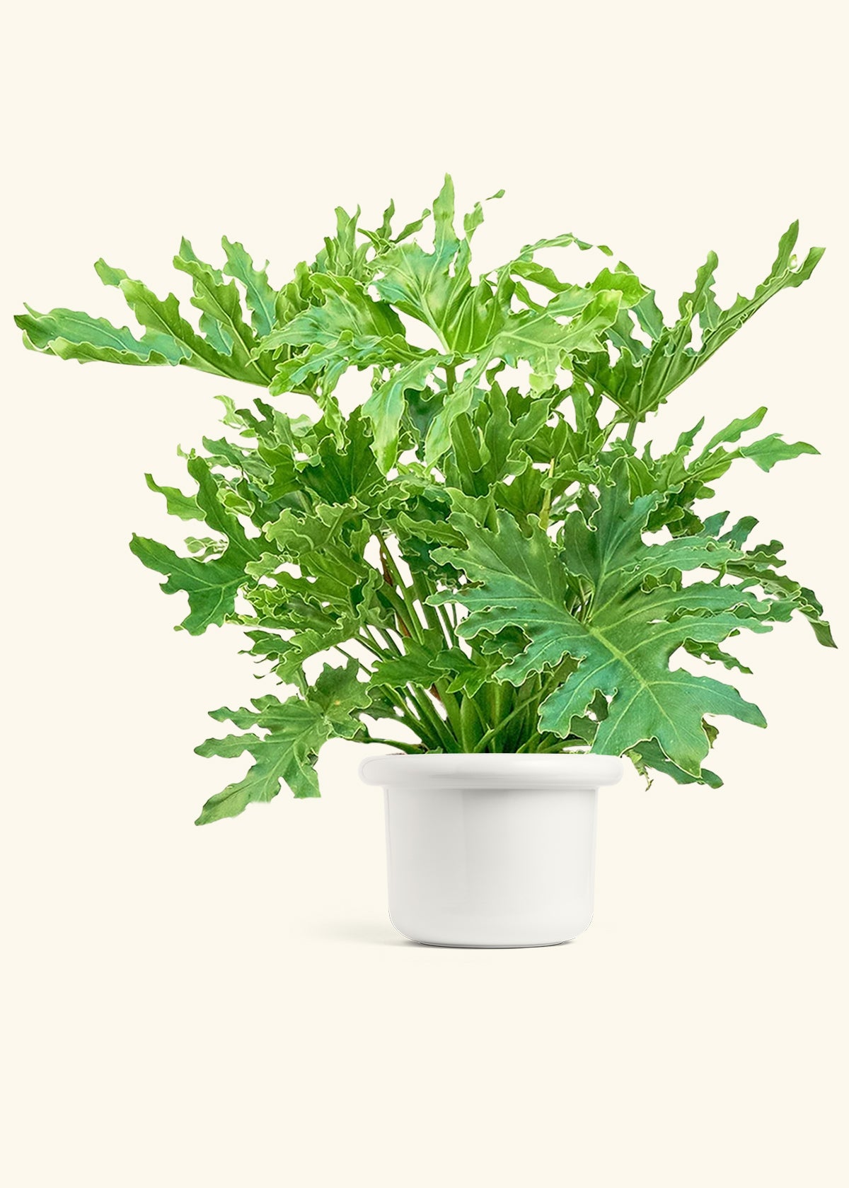 Philodendron Lickety Splitz in a 10 inches Fat Lip White Planter 