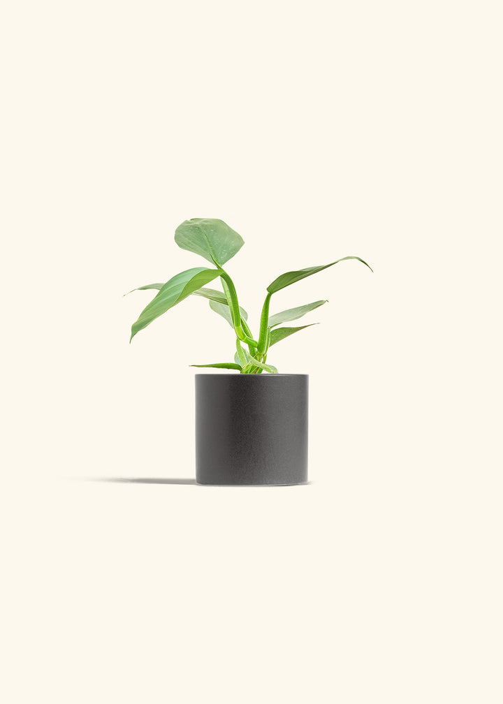 Philodendron Silver Sword in a 4 inches Charcoal Classic Cylinder Planter 