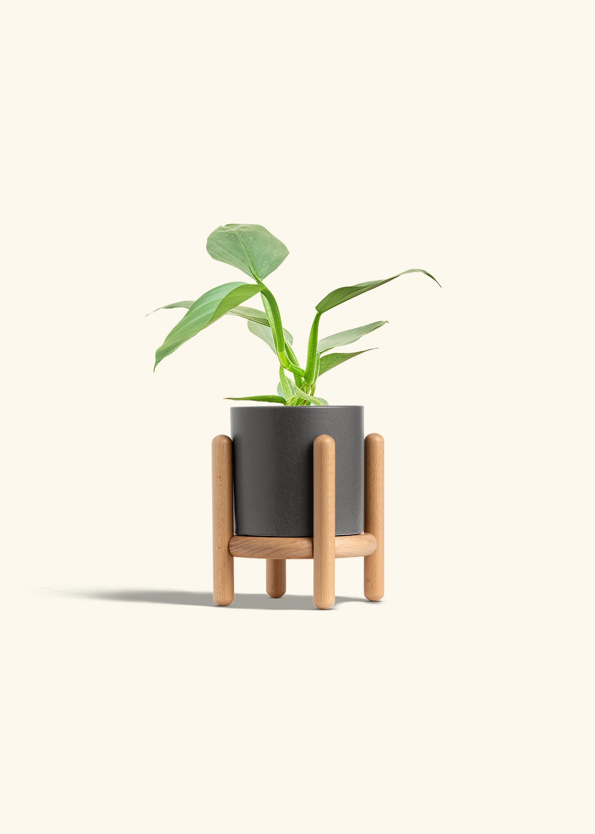 Philodendron Silver Sword in a 4 inches Charcoal Classic Cylinder Planter in a Beech Wood Stand