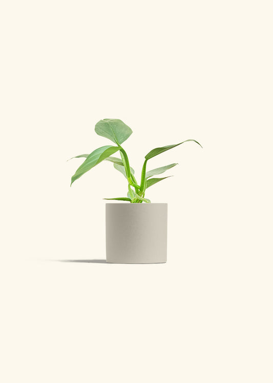 Philodendron Silver Sword in a 4 inches Oat Classic Cylinder Planter 