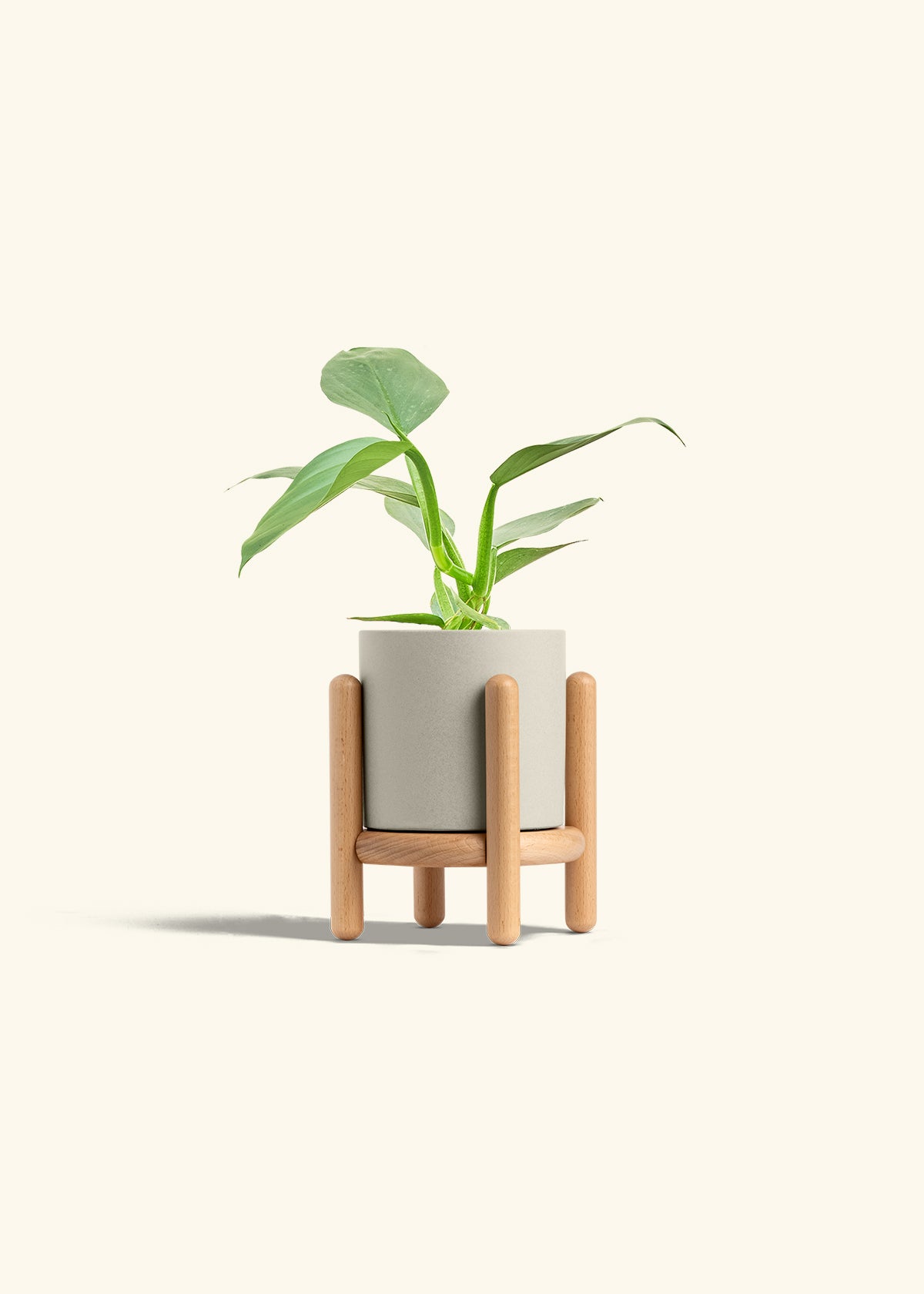 Philodendron Silver Sword in a 4 inches Oat Classic Cylinder Planter in a Beech Wood Stand