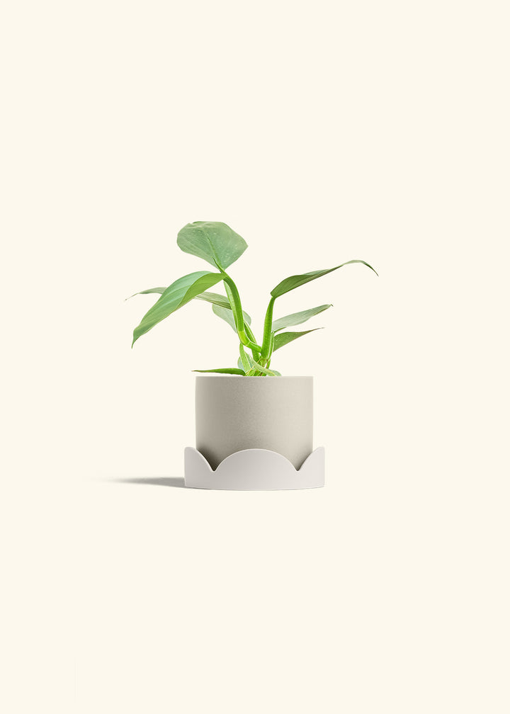 Philodendron Silver Sword in a 4 inches Oat Classic Cylinder Planter in a Oat Petal Drip Tray