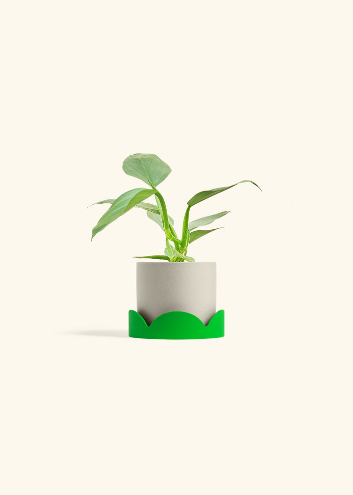 Philodendron Silver Sword in a 4 inches Oat Classic Cylinder Planter in a Shamrock Petal Drip Tray