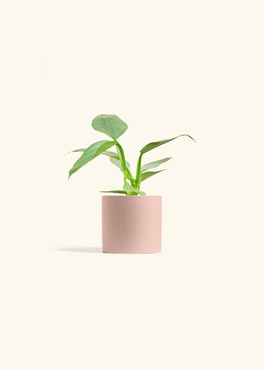 Philodendron Silver Sword in a 4 inches Pink Classic Cylinder Planter 