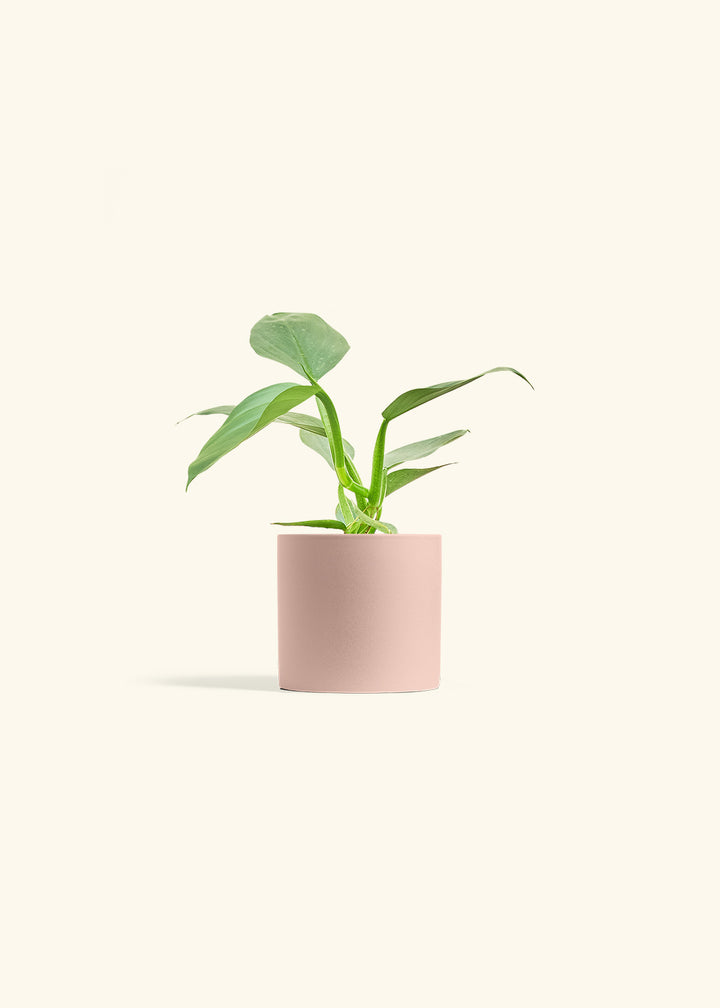 Philodendron Silver Sword in a 4 inches Pink Classic Cylinder Planter 