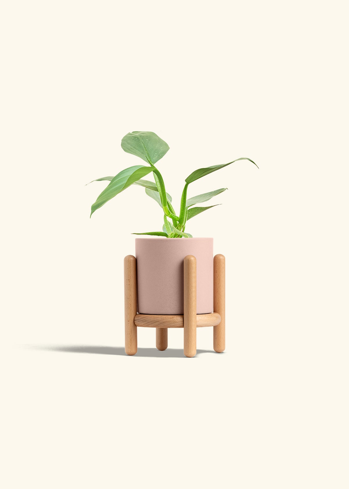 Philodendron Silver Sword in a 4 inches Pink Classic Cylinder Planter in a Beech Wood Stand