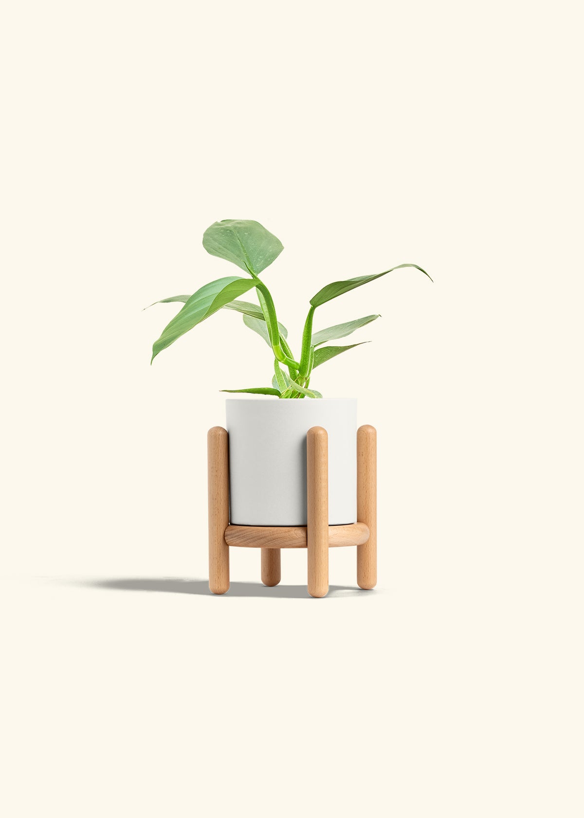 Philodendron Silver Sword in a 4 inches White Classic Cylinder Planter in a Beech Wood Stand