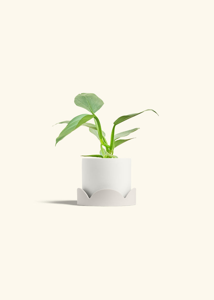 Philodendron Silver Sword in a 4 inches White Classic Cylinder Planter in a Oat Petal Drip Tray