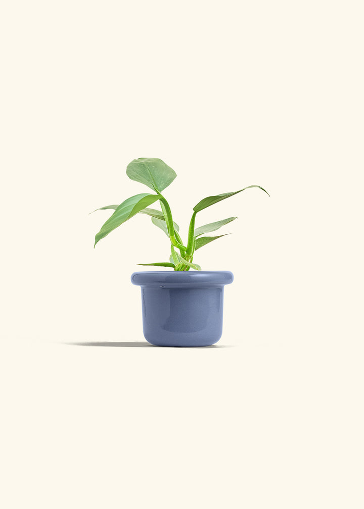 Philodendron Silver Sword in a 4 inches Fat Lip Blue Planter 