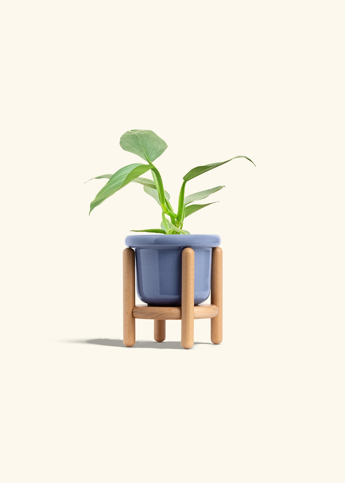 Philodendron 'Silver Sword' – Hey Rooted