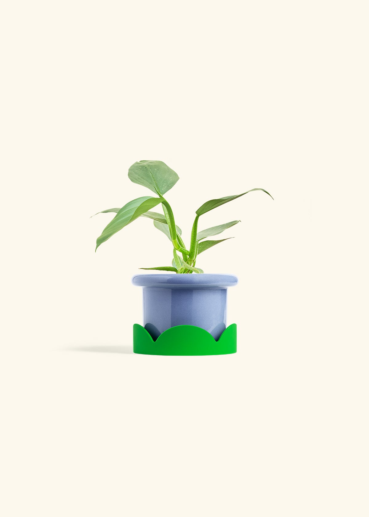 blue leaf philodendron Philodendron 'Silver Sword' – Hey Rooted