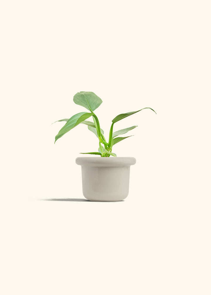 Philodendron Silver Sword in a 4 inches Fat Lip Oat Planter 