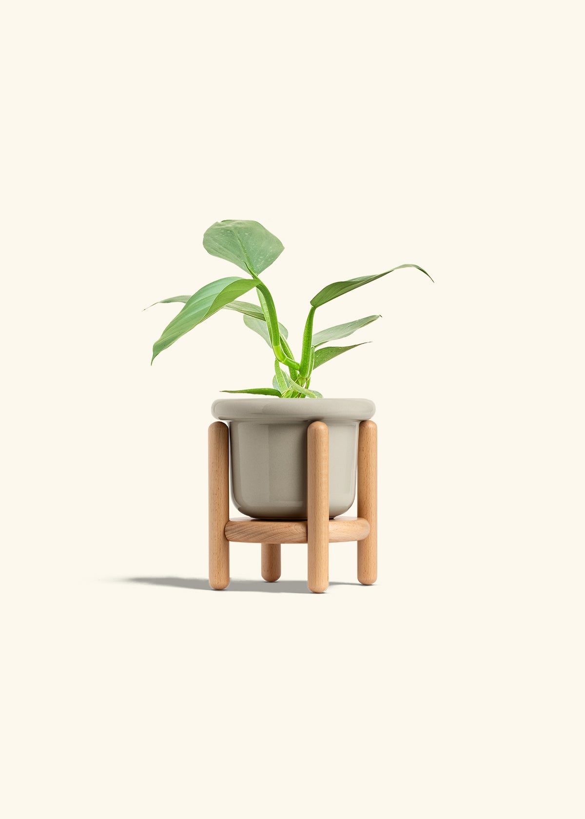 standing philodendron Philodendron 'Silver Sword'