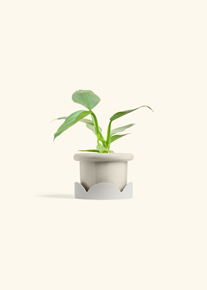 Philodendron Silver Sword in a 4 inches Fat Lip Oat Planter in a Oat Petal Drip Tray