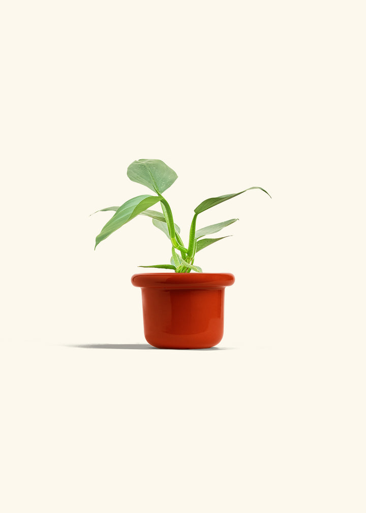 Philodendron Silver Sword in a 4 inches Fat Lip Red Planter 
