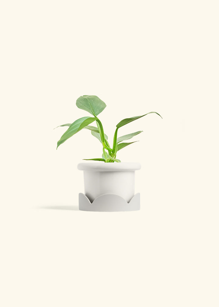 Philodendron Silver Sword in a 4 inches Fat Lip White Planter in a Oat Petal Drip Tray