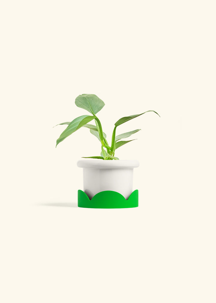Philodendron Silver Sword in a 4 inches Fat Lip White Planter in a Shamrock Petal Drip Tray