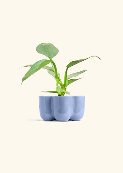 Philodendron Silver Sword in a 4 inches in a Blue Petal Planter