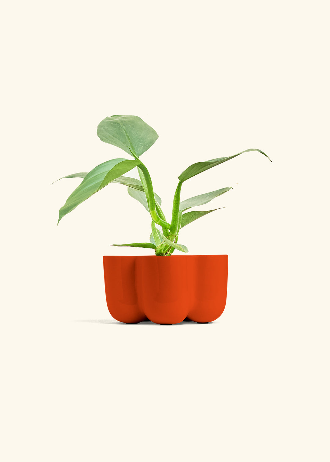 Philodendron Silver Sword in a 4 inches in a Red Petal Planter