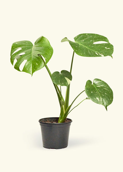 Monstera 'Thai Constellation' – Hey Rooted