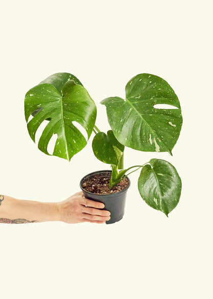 Monstera Thai Constellation in a 6  inches grow pot
