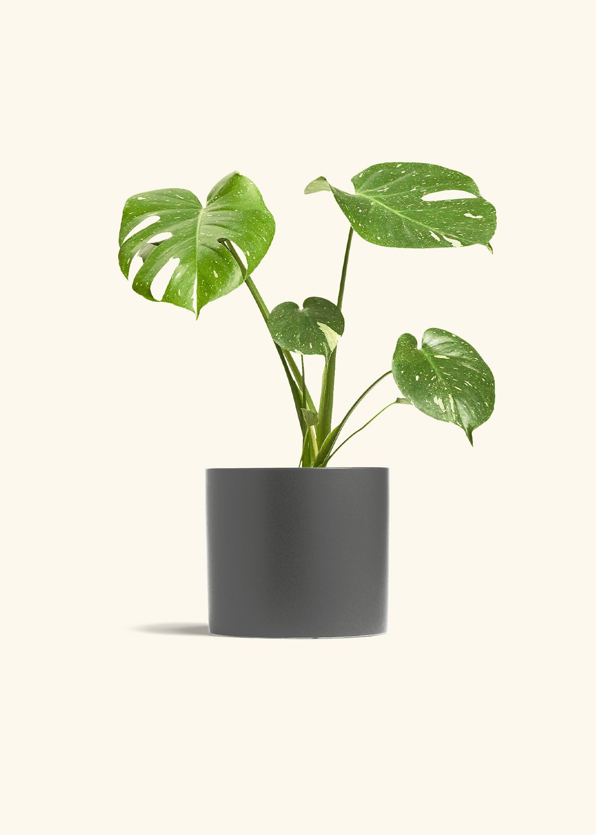 Monstera Thai Constellation (Monstera deliciosa 'Thai