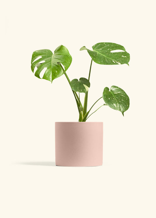 Monstera Thai Constellation in a 6  inches Pink Classic Cylinder Planter 