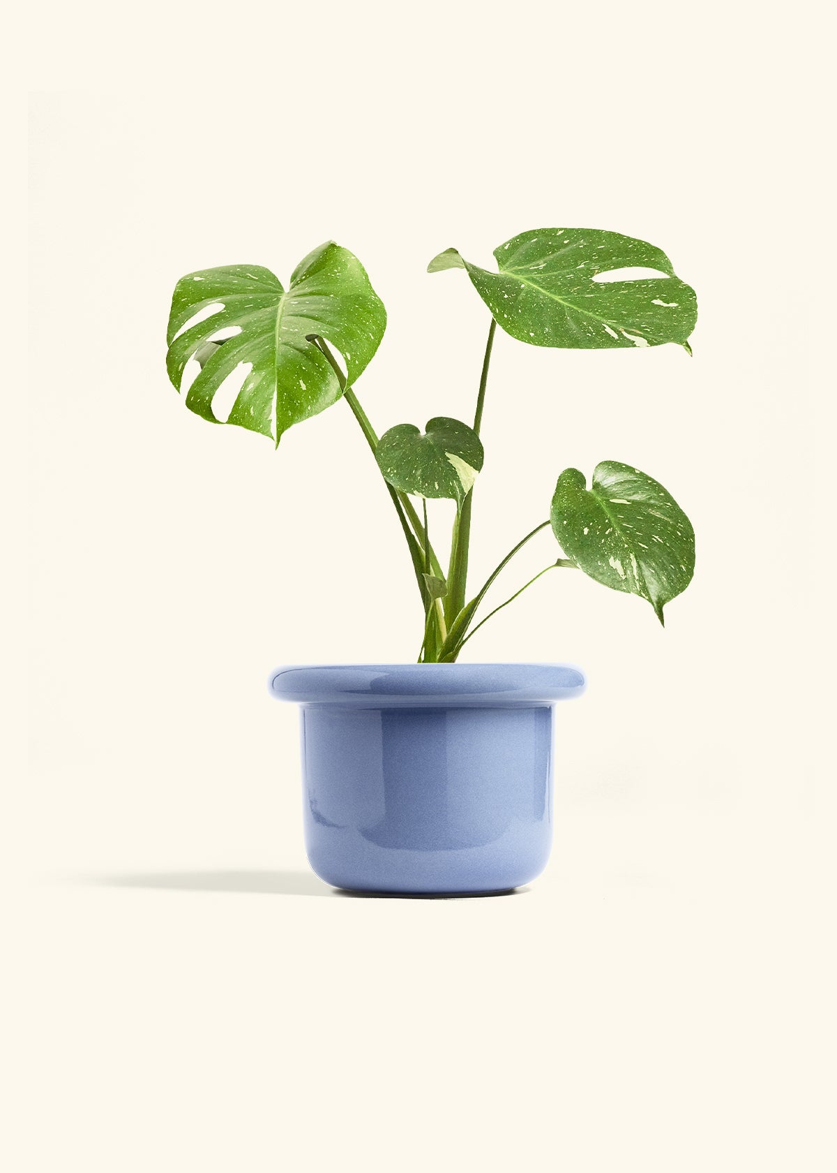 ⭐︎美株⭐︎ Monstera 'Thai Constellation' 4号 ⭐︎美株⭐︎ Monstera 'Thai Constellation' 4号 - メルカリ