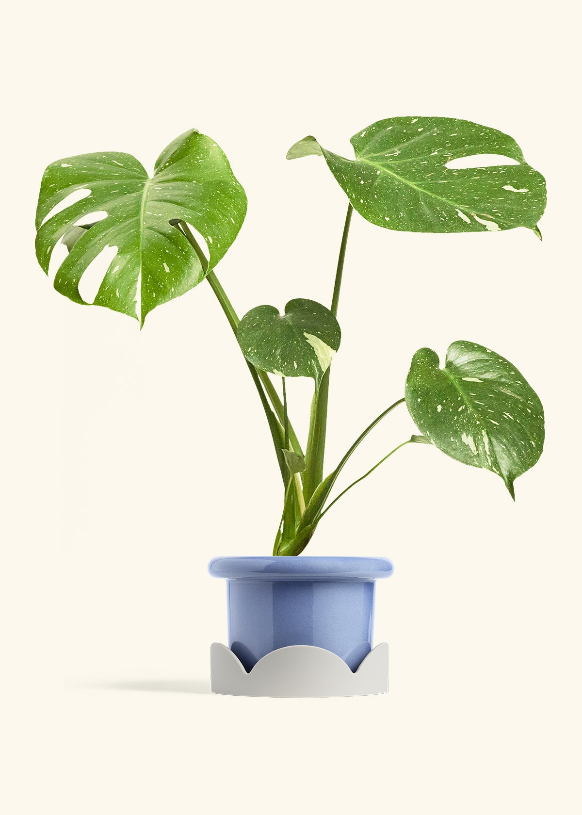 Fat Lip Planter Tray Combo, Cornflower