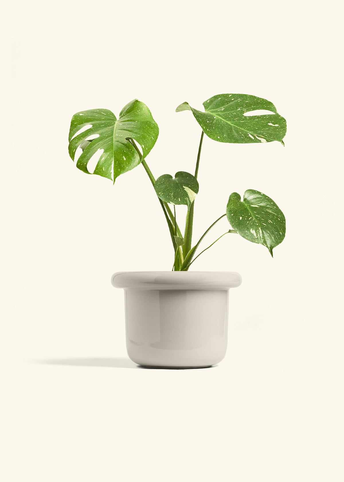 Medium Monstera 'Thai Constellation' (Monstera deliciosa