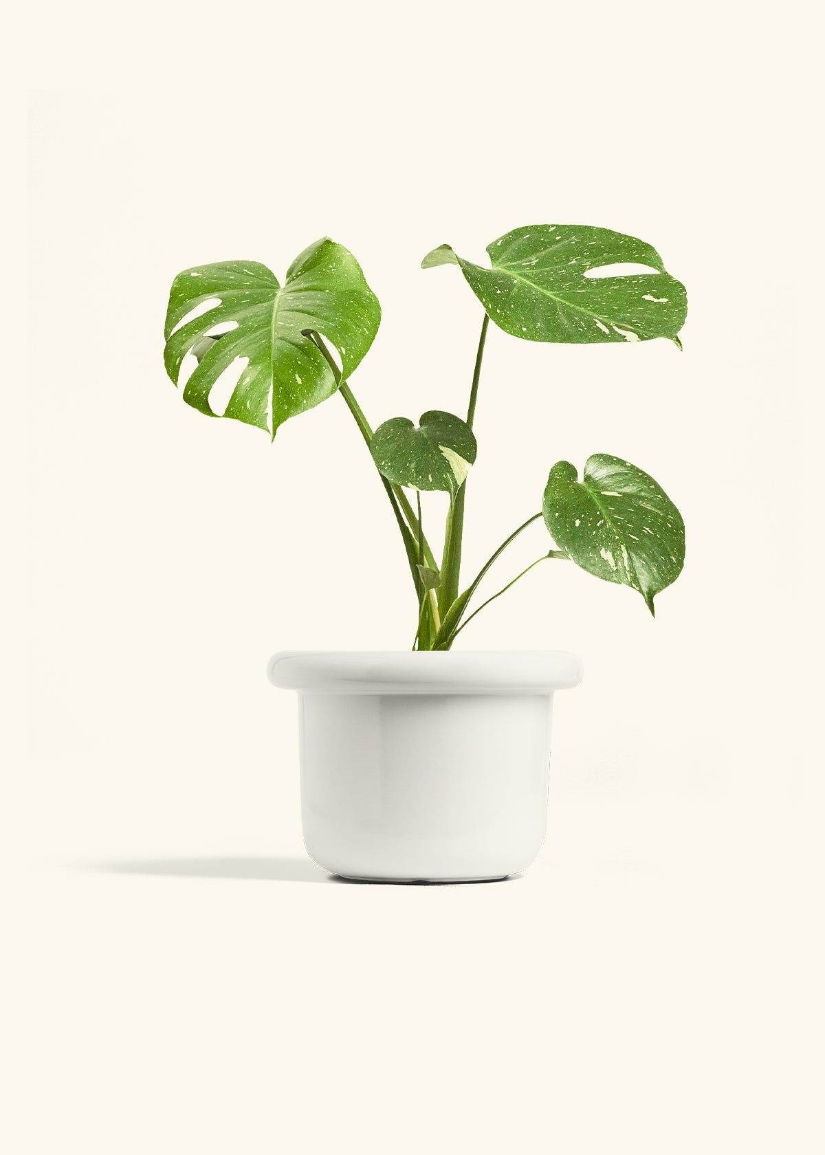 ⭐︎美株⭐︎ Monstera 'Thai Constellation' 4号 4