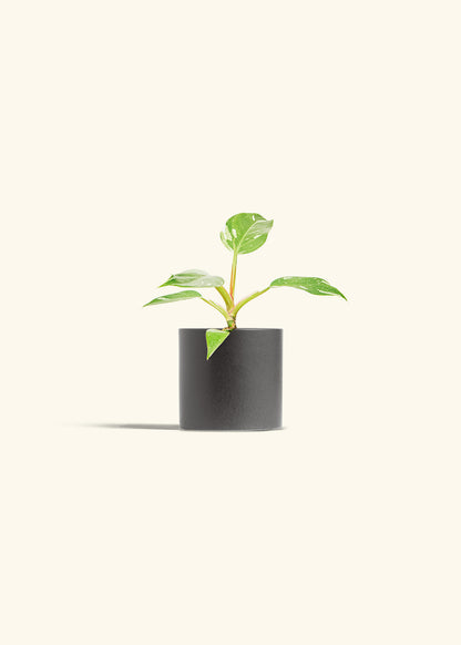 Philodendron White Princess in a 4 inches Charcoal Classic Cylinder Planter 