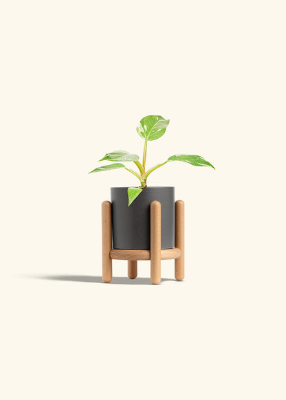 Philodendron White Princess in a 4 inches Charcoal Classic Cylinder Planter in a Beech Wood Stand