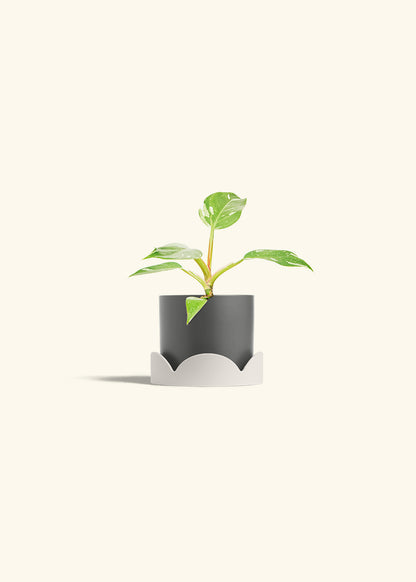 Philodendron White Princess in a 4 inches Charcoal Classic Cylinder Planter in a Oat Petal Drip Tray