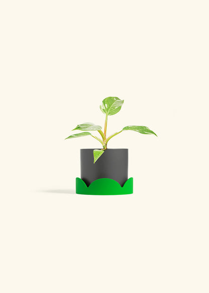 Philodendron White Princess in a 4 inches Charcoal Classic Cylinder Planter in a Shamrock Petal Drip Tray