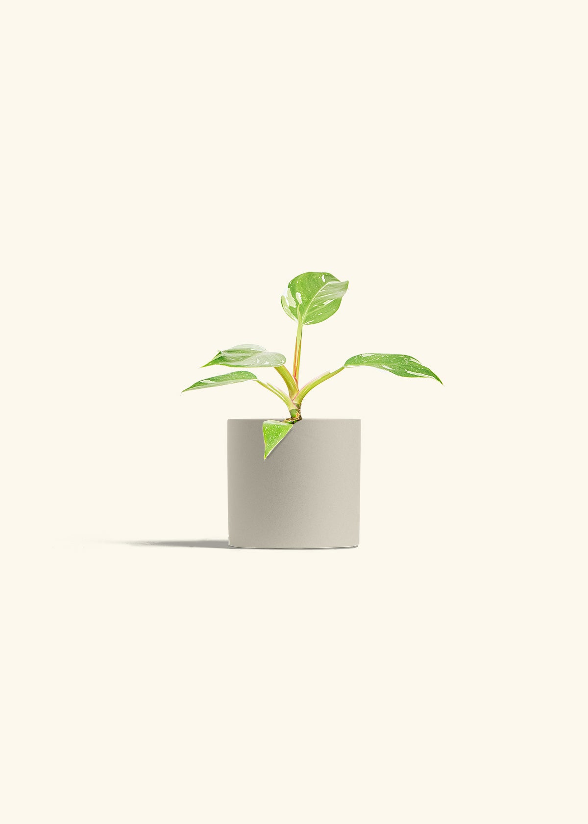 Philodendron White Princess in a 4 inches Oat Classic Cylinder Planter 