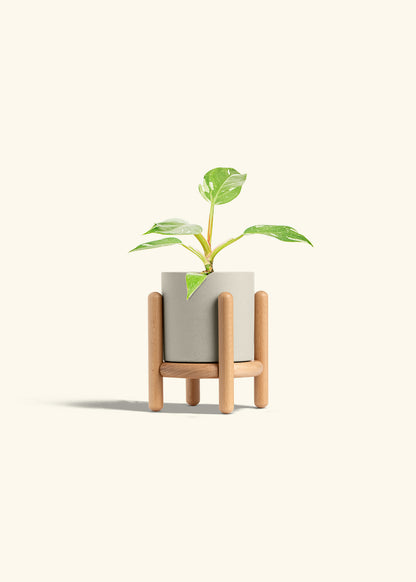 Philodendron White Princess in a 4 inches Oat Classic Cylinder Planter in a Beech Wood Stand