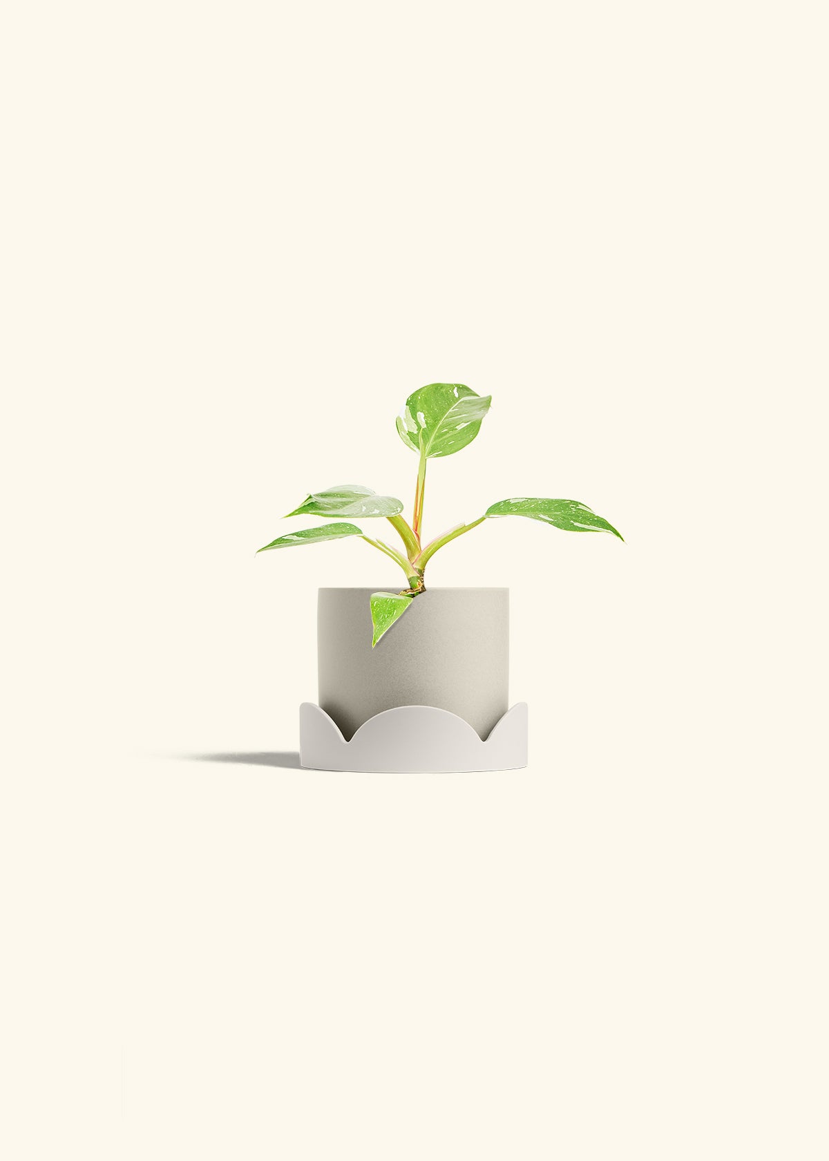 Philodendron White Princess in a 4 inches Oat Classic Cylinder Planter in a Oat Petal Drip Tray