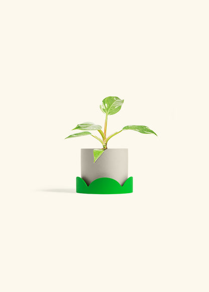 Philodendron White Princess in a 4 inches Oat Classic Cylinder Planter in a Shamrock Petal Drip Tray
