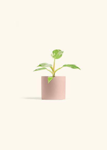 Philodendron White Princess in a 4 inches Pink Classic Cylinder Planter 