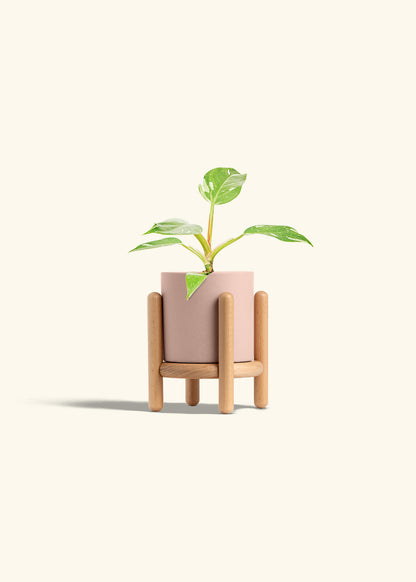 Philodendron White Princess in a 4 inches Pink Classic Cylinder Planter in a Beech Wood Stand