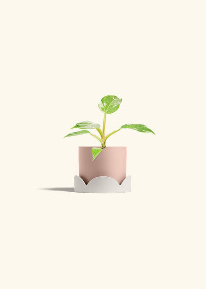 Philodendron White Princess in a 4 inches Pink Classic Cylinder Planter in a Oat Petal Drip Tray