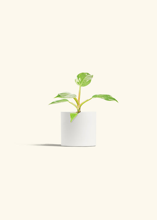 Philodendron White Princess in a 4 inches White Classic Cylinder Planter 