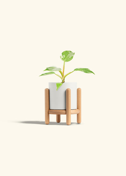 Philodendron White Princess in a 4 inches White Classic Cylinder Planter in a Beech Wood Stand