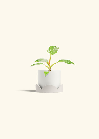 Philodendron White Princess in a 4 inches White Classic Cylinder Planter in a Oat Petal Drip Tray