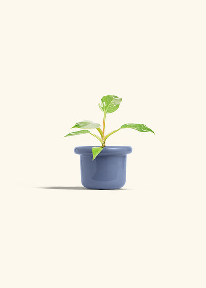 Philodendron White Princess in a 4 inches Fat Lip Blue Planter 